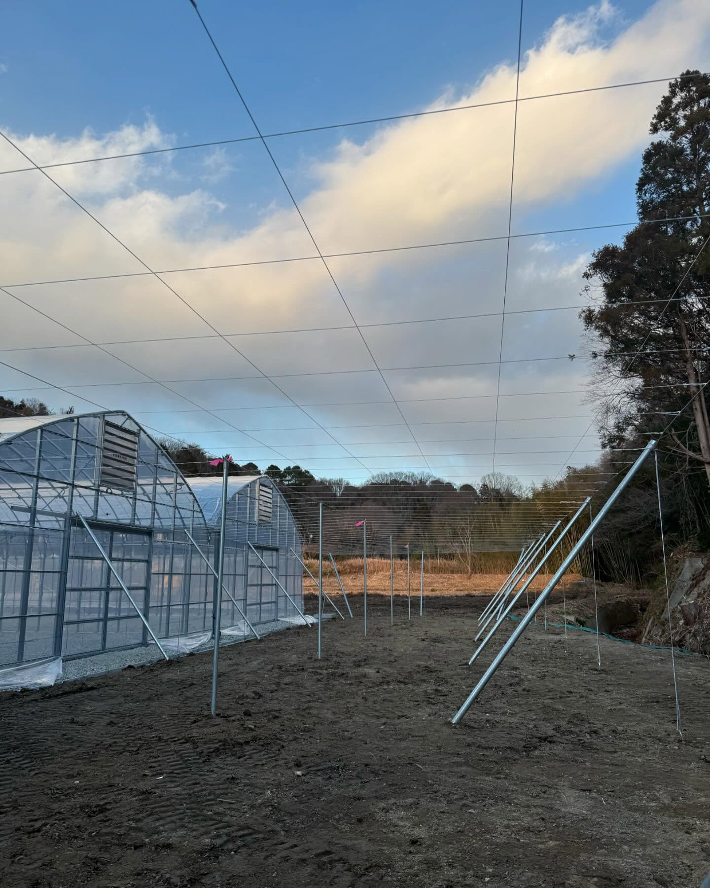 【🍇果樹棚が完成しました！】  2025年1月16日