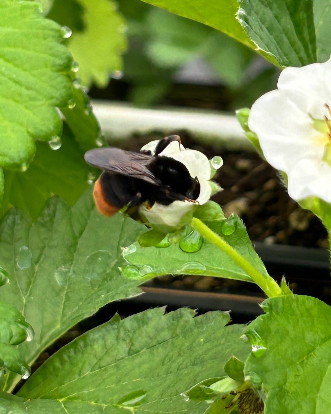 【受粉の季節がやってきました🐝🍓】 2024年活動報告