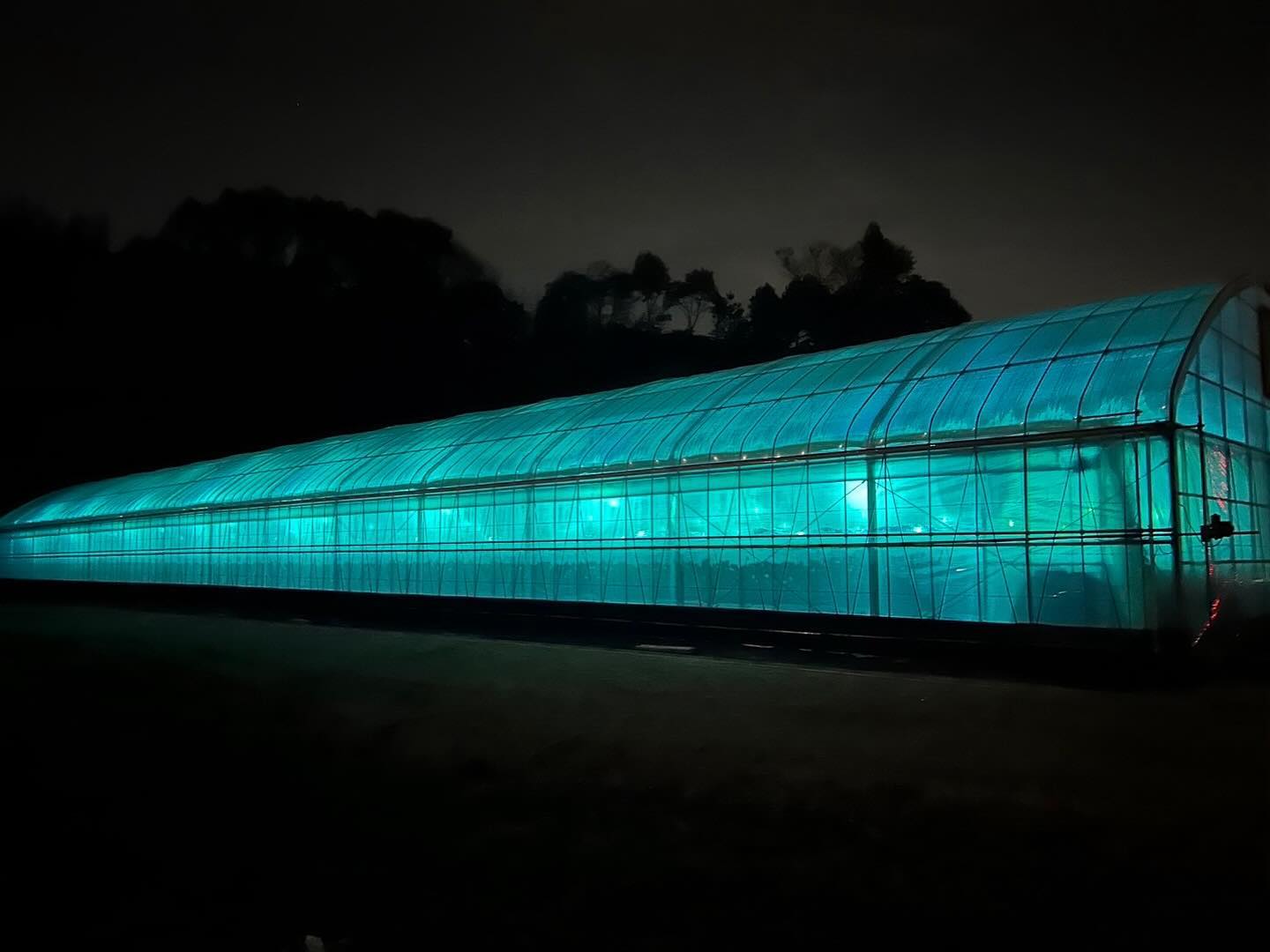 【夜のハウスと紫外光（UV-B）のお話】✨🍓 2024年活動報告