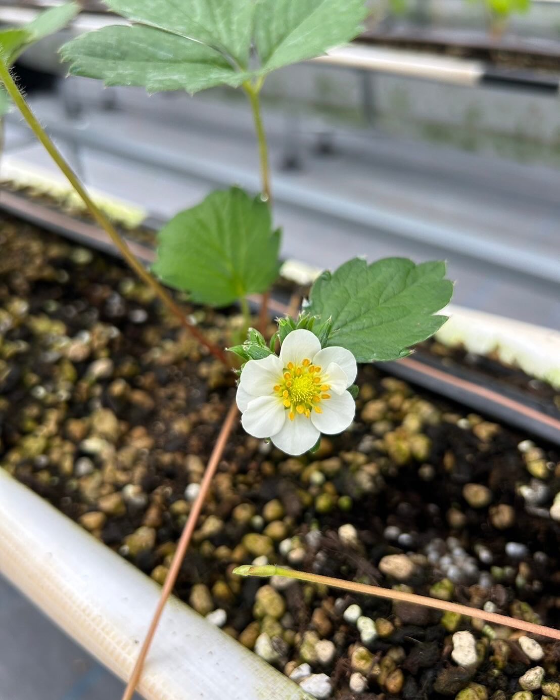 【いちごの花が咲きました🌼】 2024年活動報告