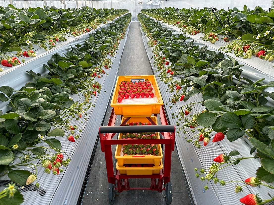 【収穫用台車を導入しました！】  2025年1月31日