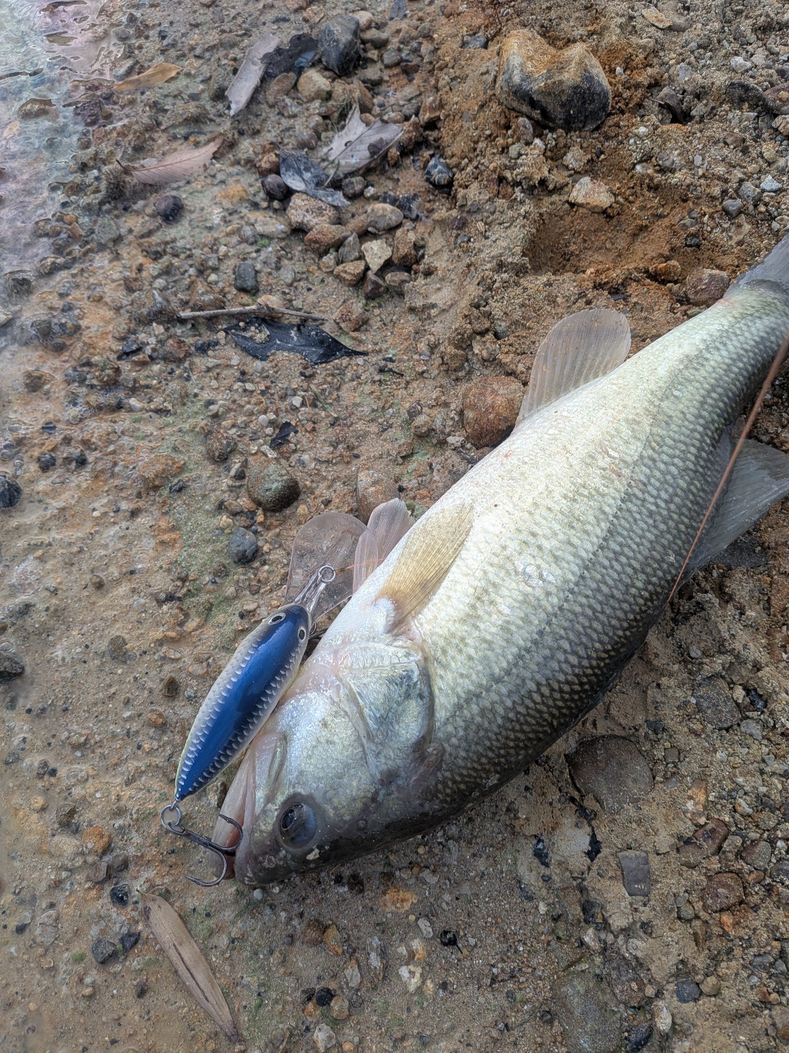 11/17　店長釣果