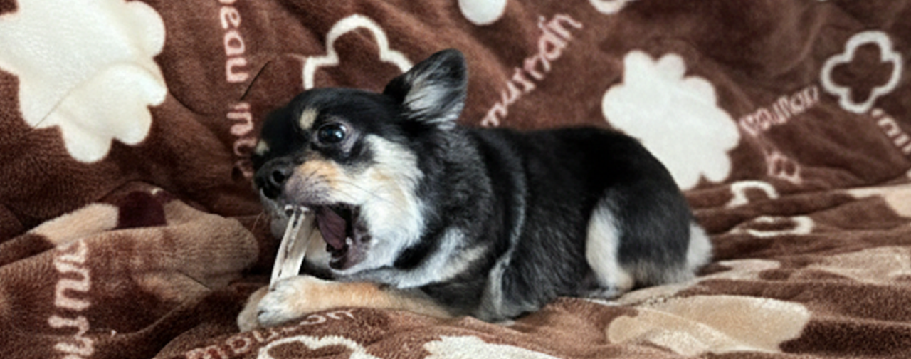 鹿の日にスタート！命と遊びをつなぐ、小さな北海道ブランド「かくかくエゾしか」誕生
