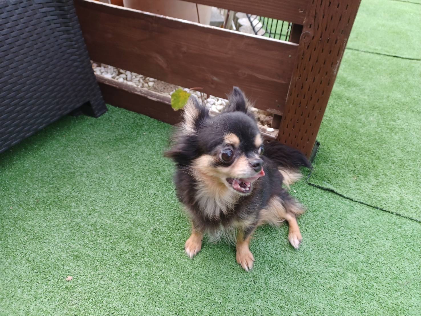 ※里親様決定 里親様募集中