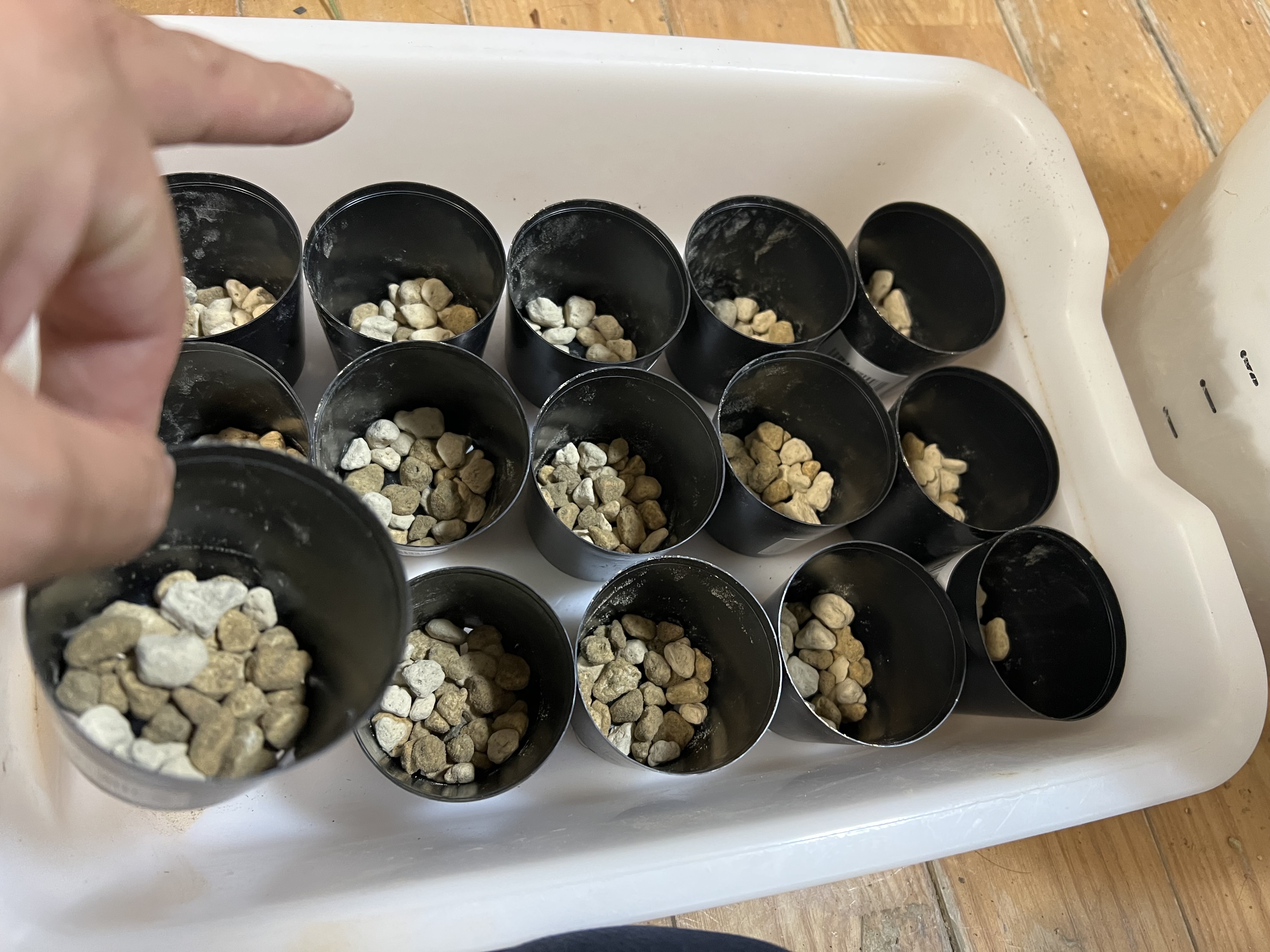 少し早めの実生開始