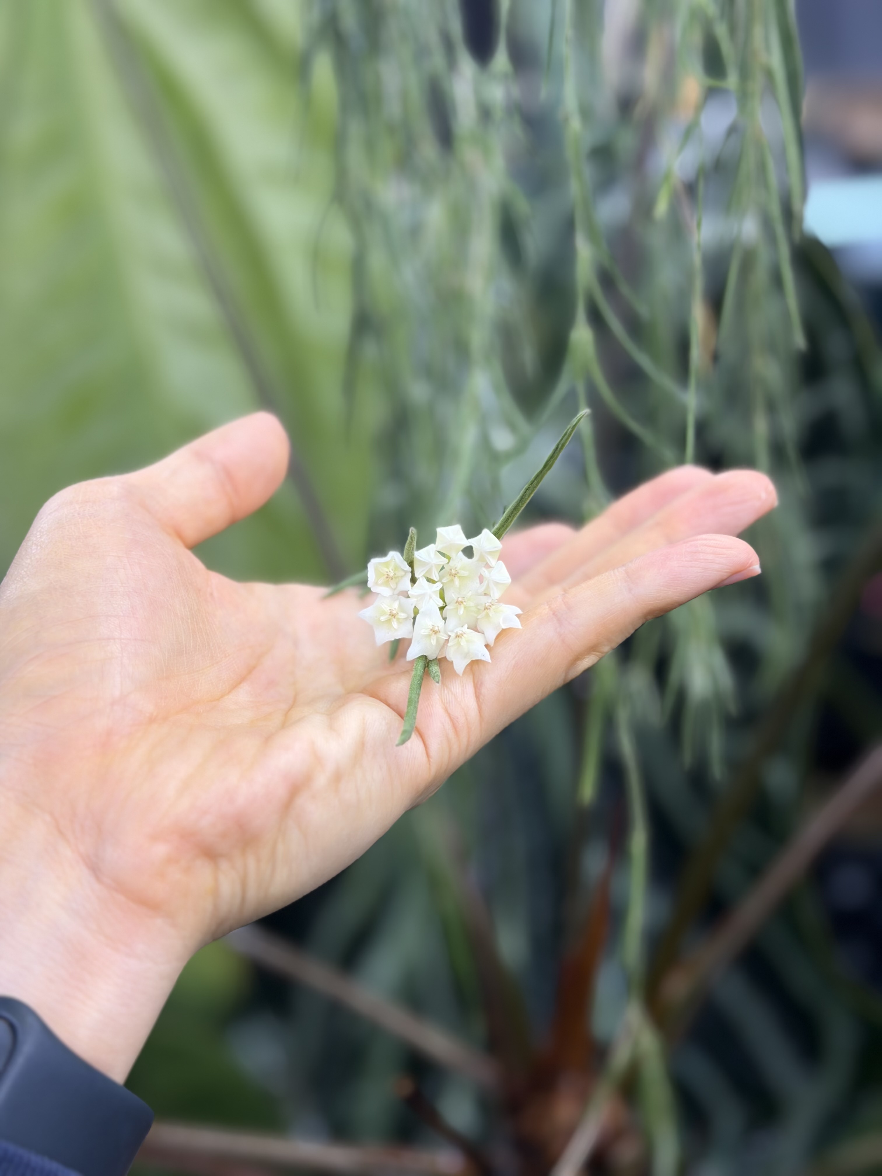 "水やり週1回"の嘘。観葉植物を枯らさないための「資材と環境」の方程式