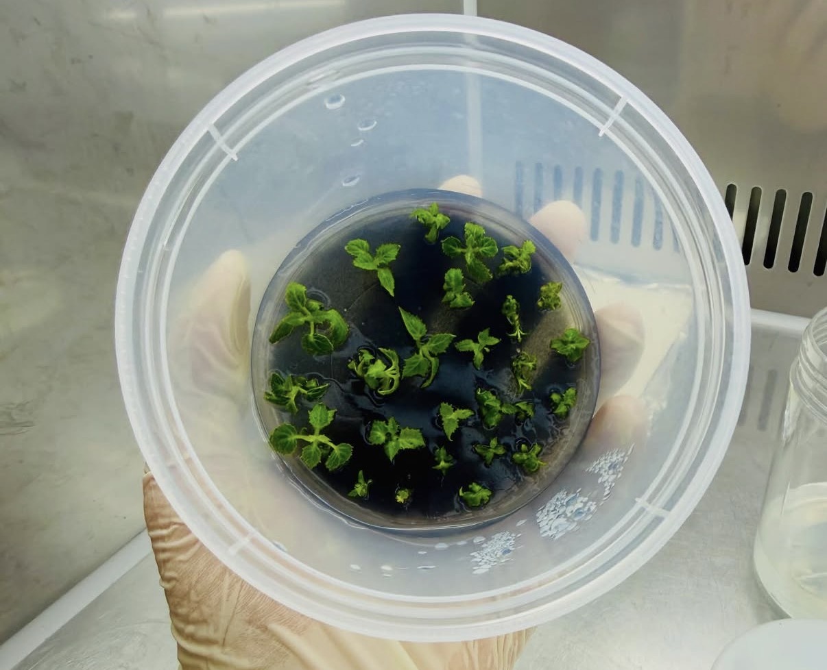 【インタビュー】アンスリウムの組織培養（TC）はなぜ難しいのか？