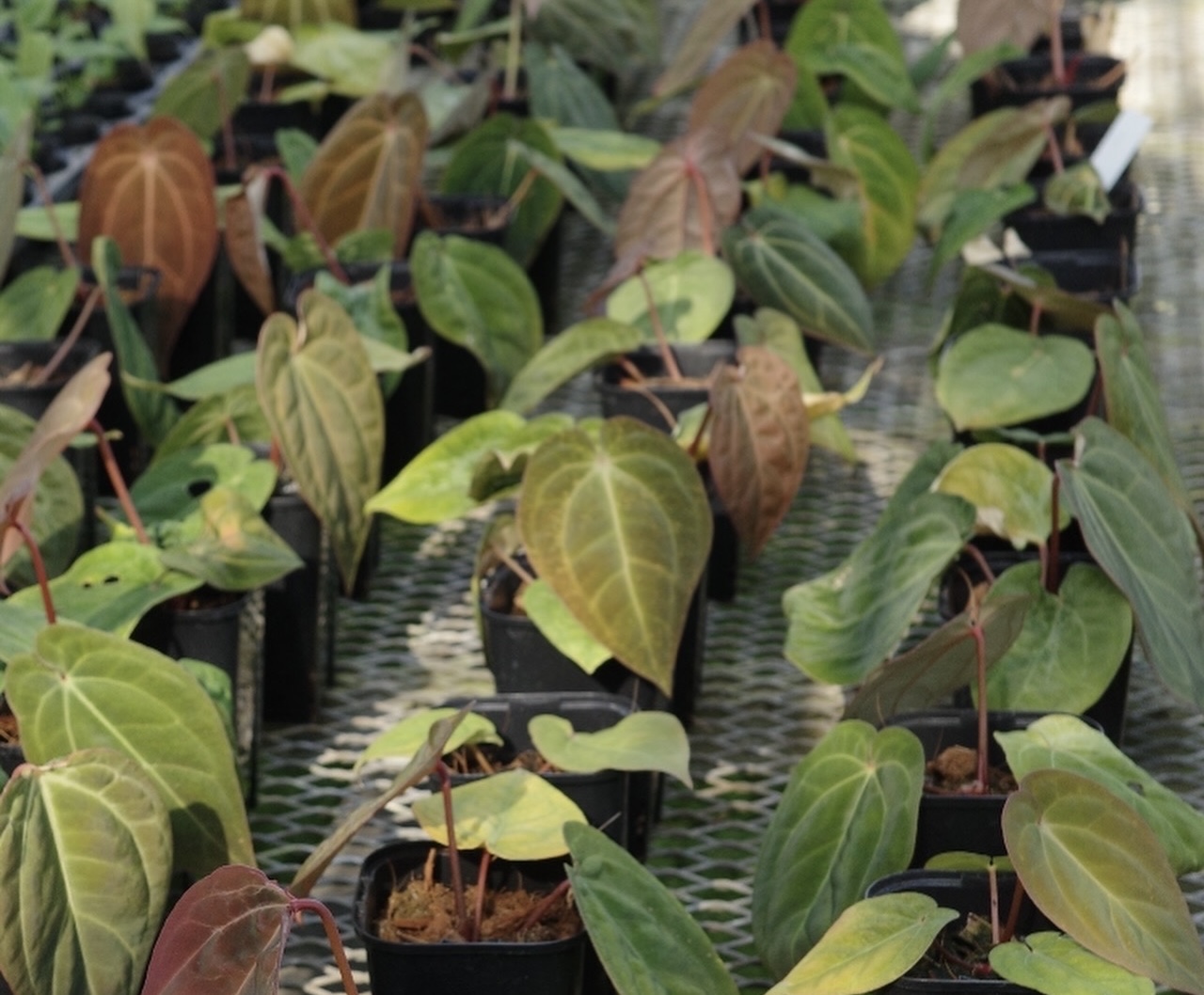 根腐れ＝水のやりすぎ、とは限らない