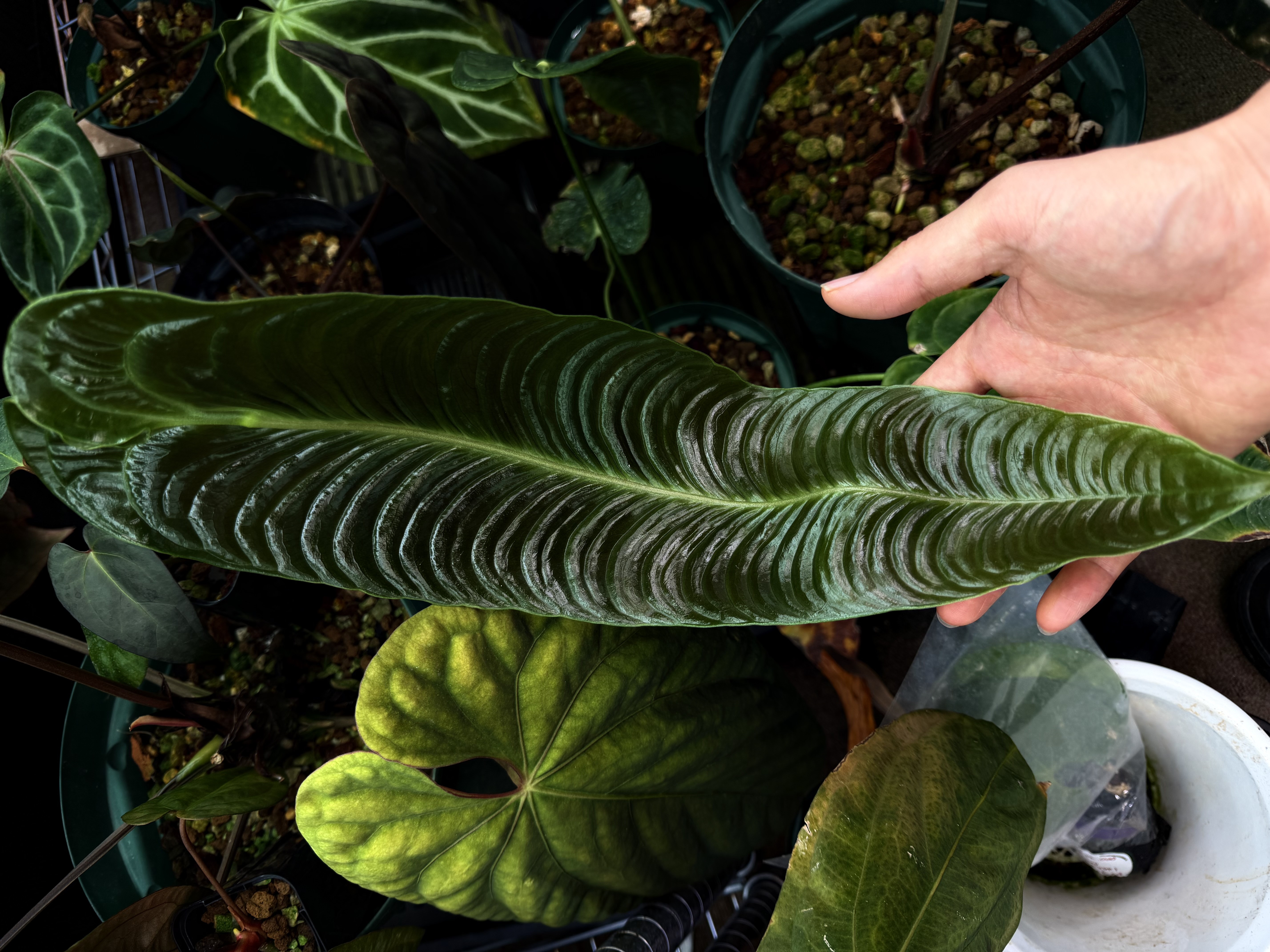 アンスリウムの低温障害......症状の特徴と回復の可能性、春に向けた管理