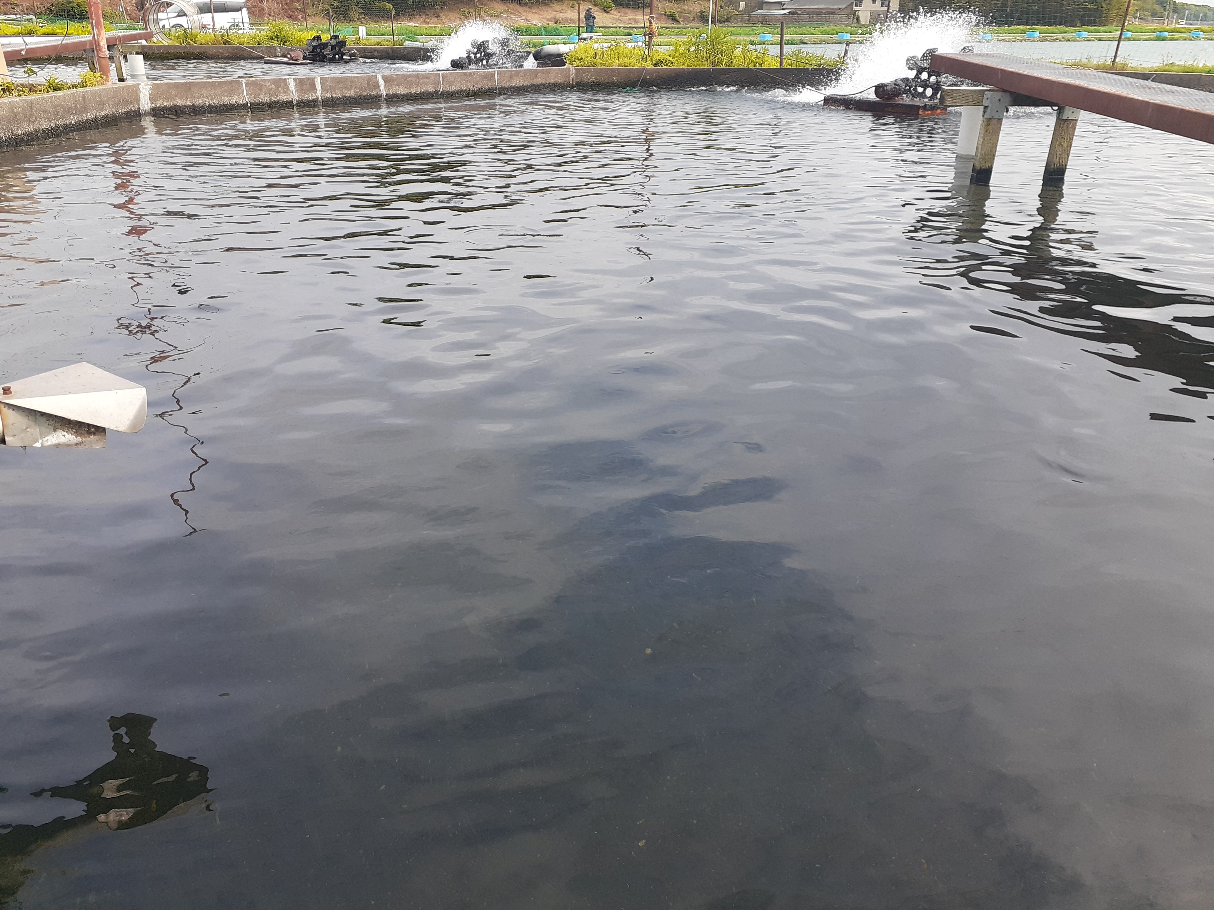 熊本養魚場の「鮎」元気に育っています!