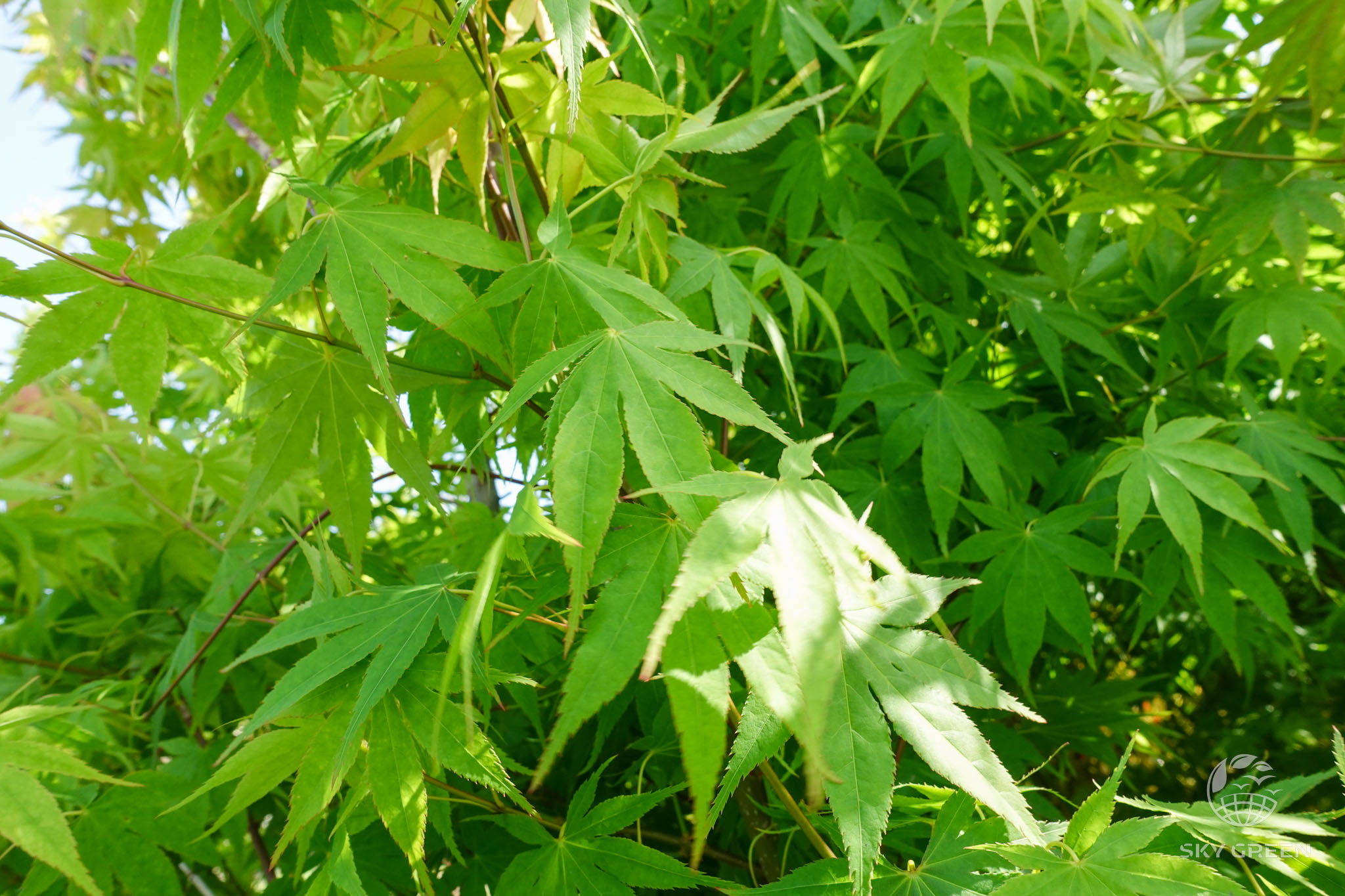 はじめにお読みください