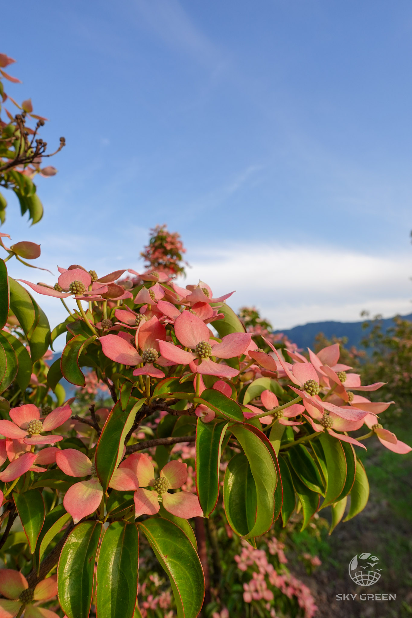 常緑ヤマボウシレッドムーン、ピンク色の花が、入荷しました。