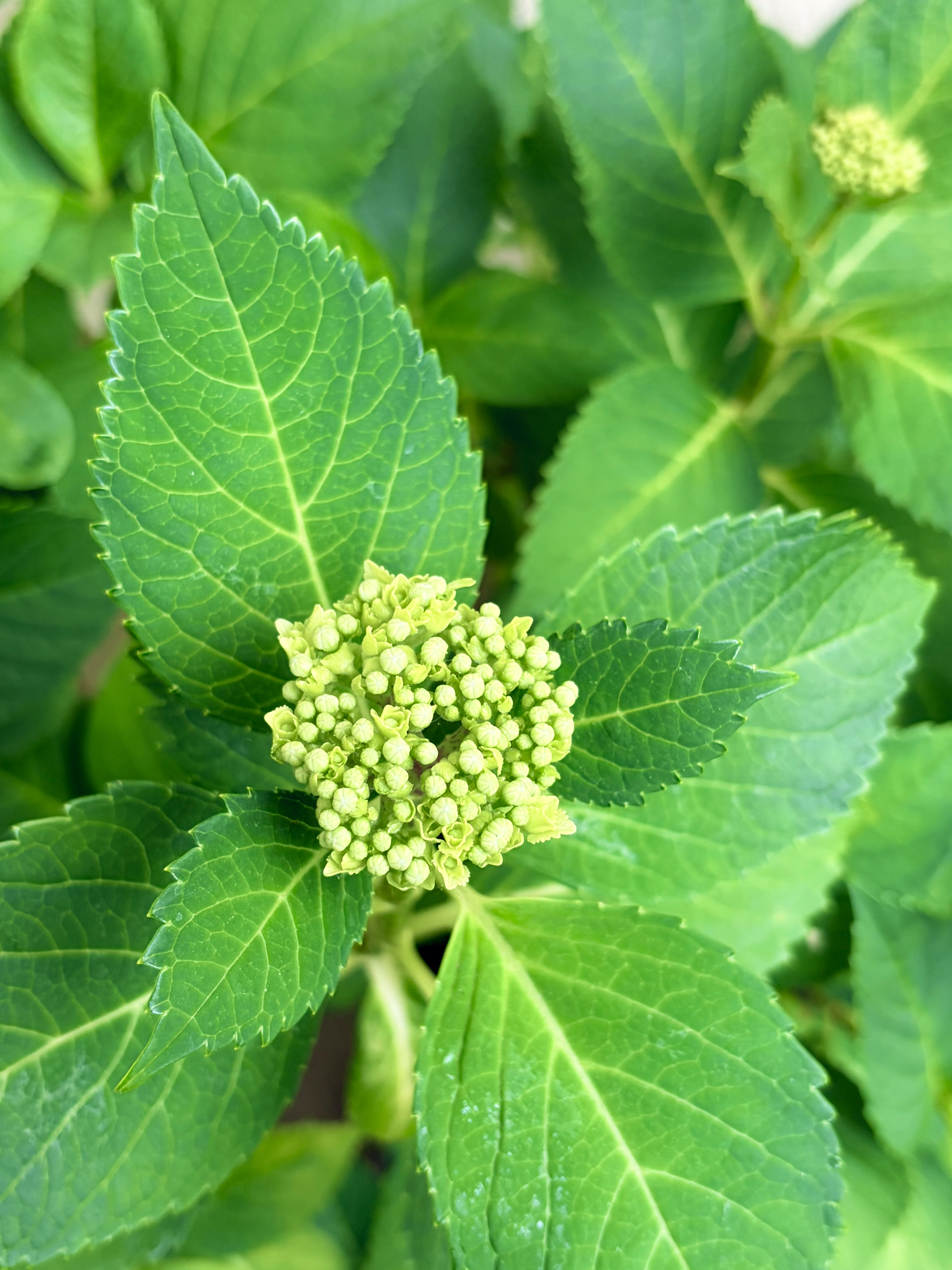 紫陽花
