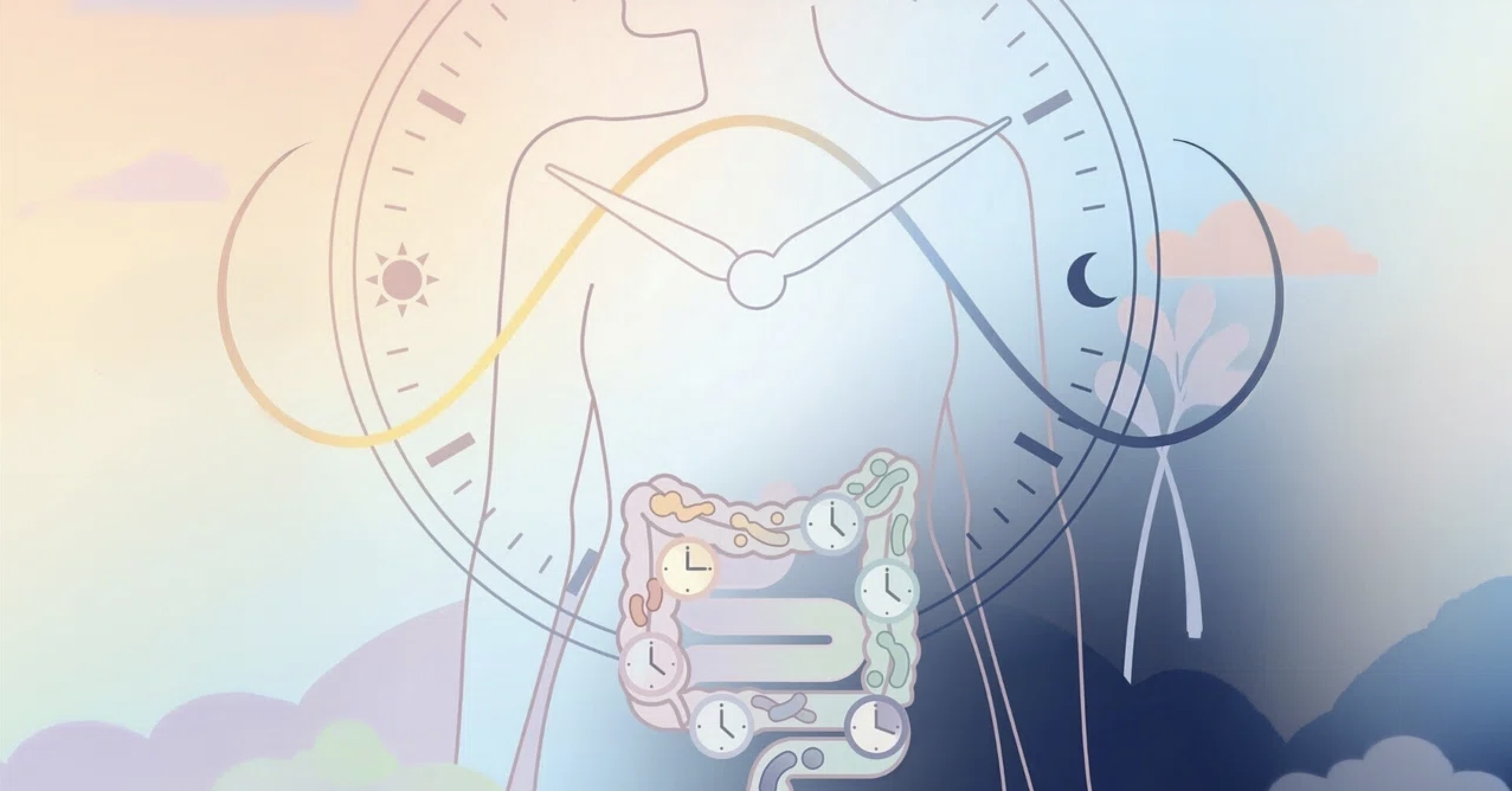 腸は食事だけじゃない! 腸活を底上げする鍵 「腸内細菌の時間リズム」について