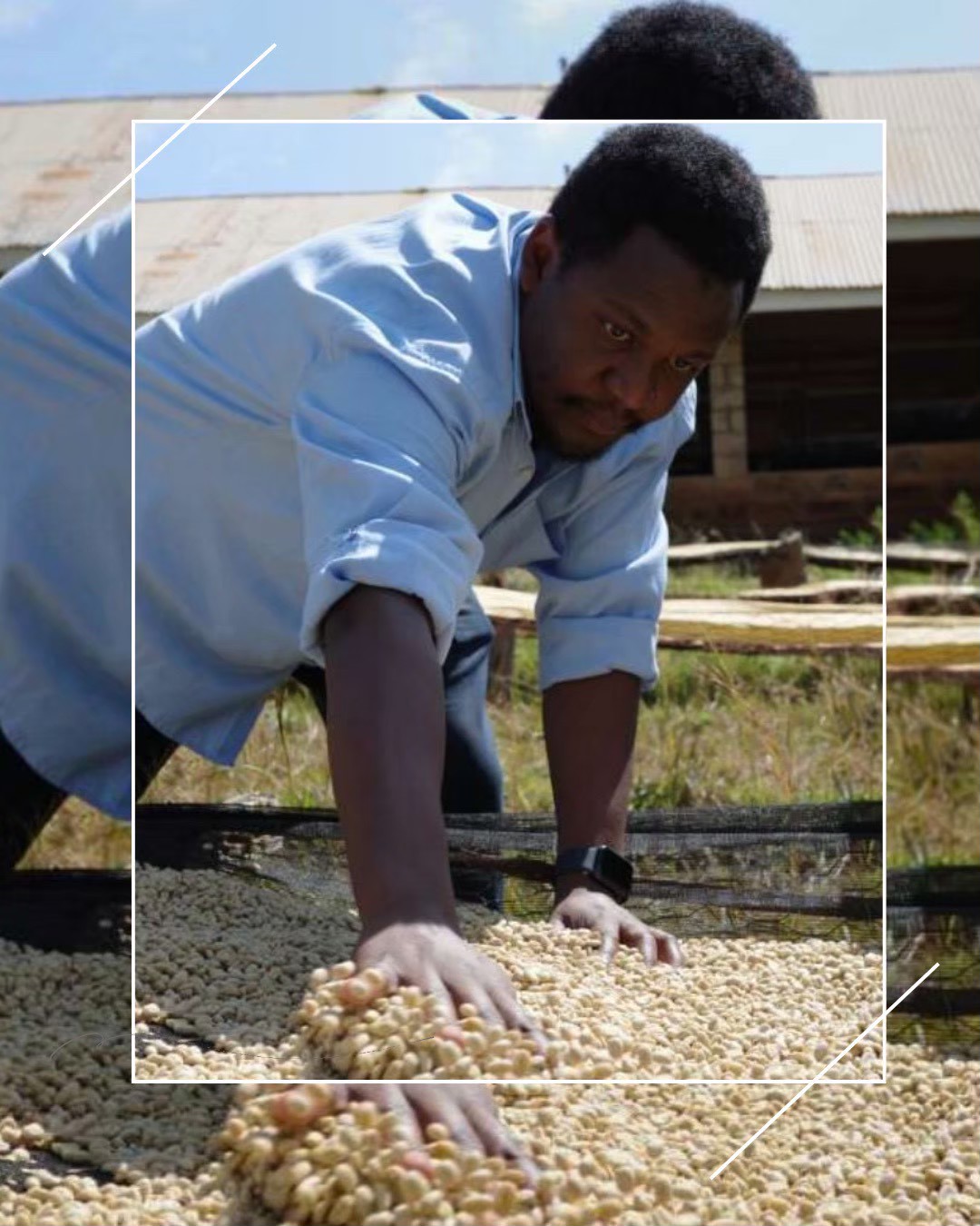 神の山からの贈り物!ケニア山の麓メル地区はDennisさんの豆が届きました。