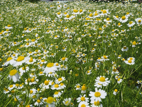 カモミールの花摘みしています。