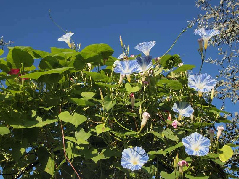 春用のハーブ、花の種まきをしています。