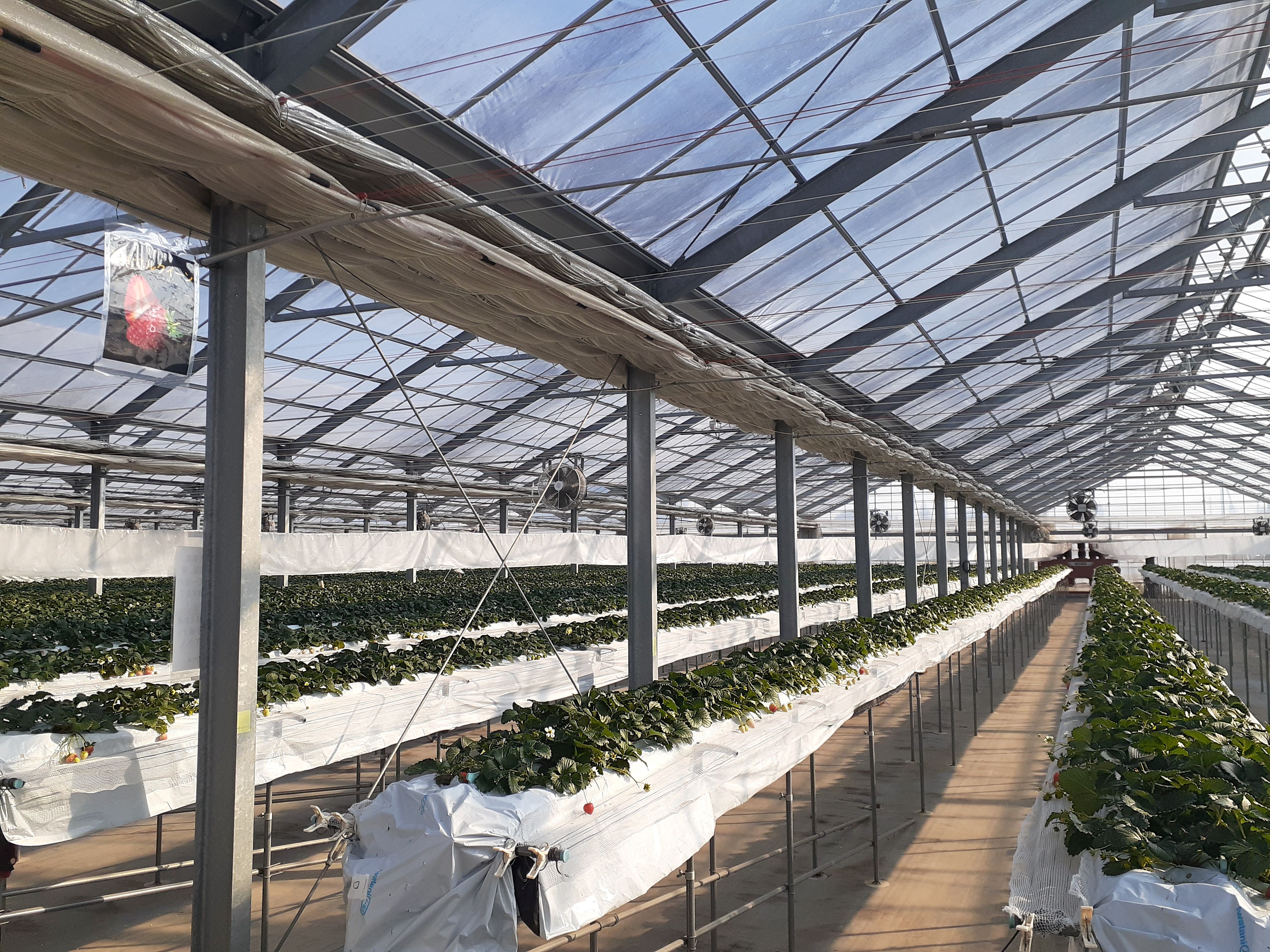 「苺狩り」もよろしくお願いします!