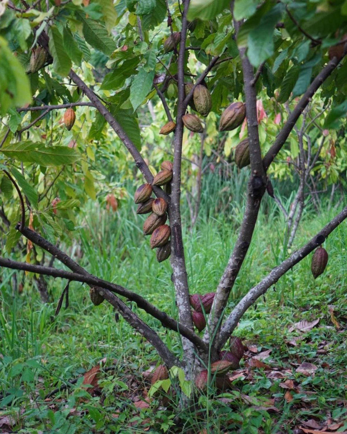 Coup de chocolat(クー・ド・ショコラ)のご紹介