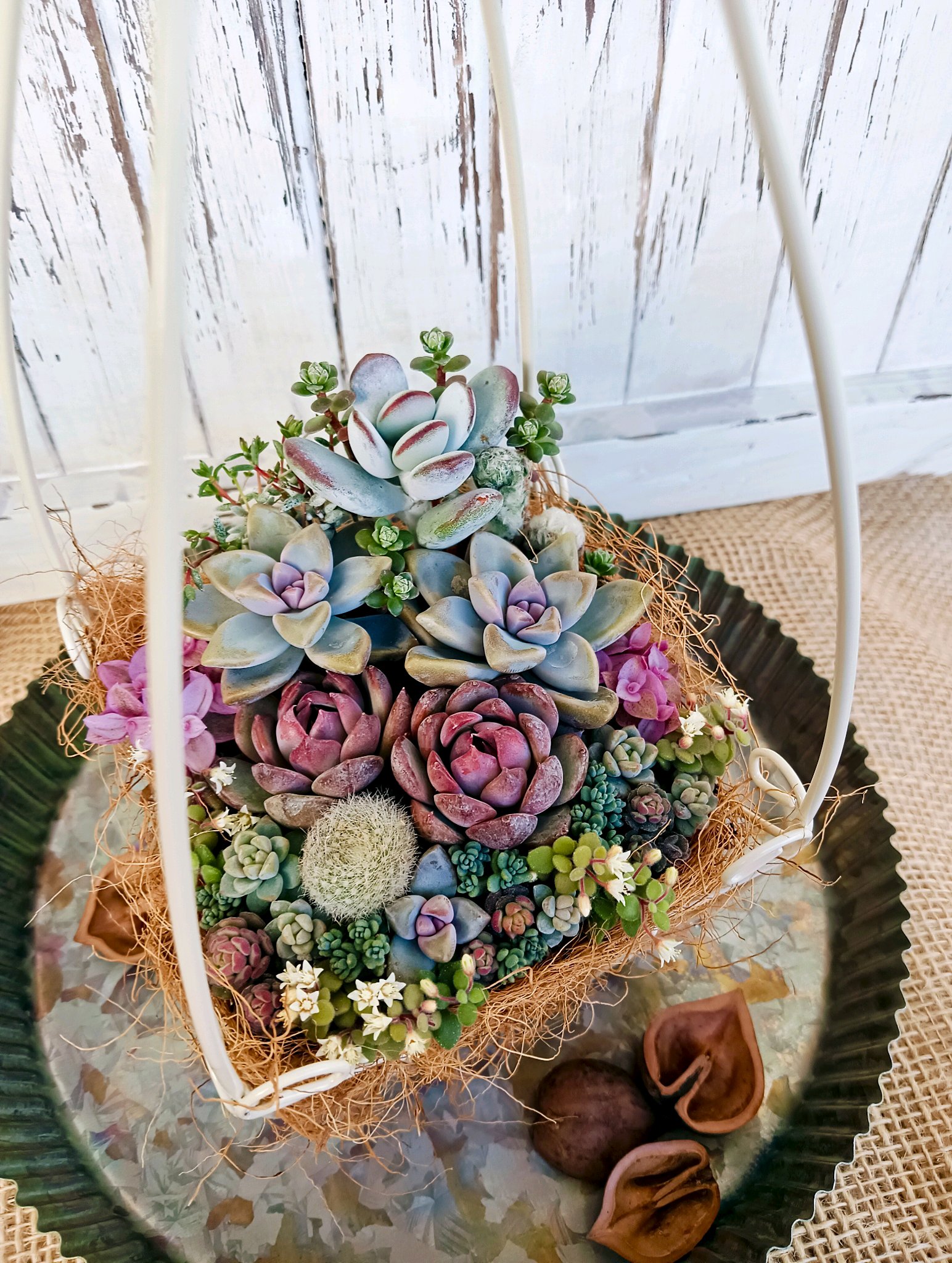 植物は目に優しい👀