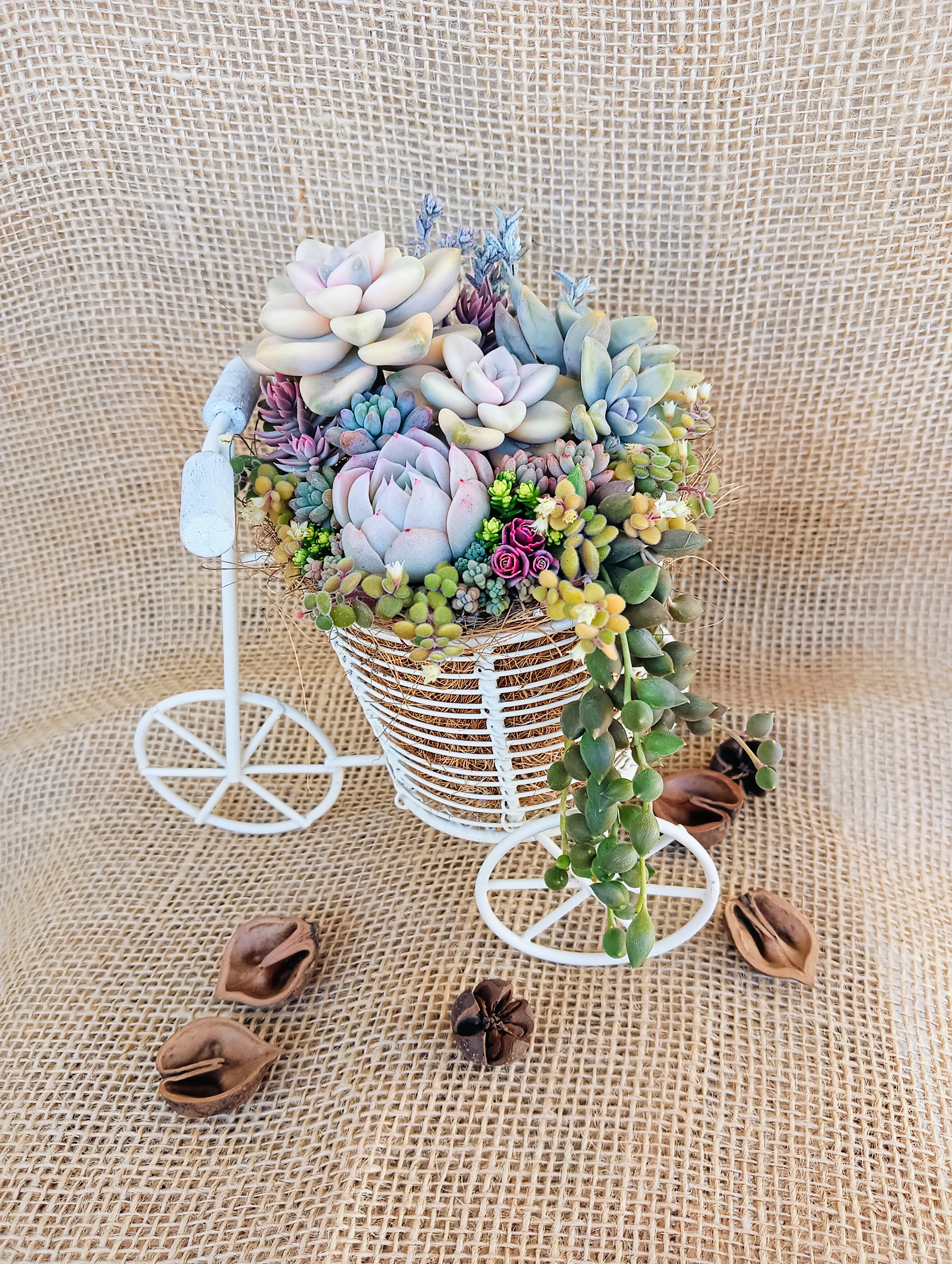 冬は多肉ちゃんが可愛い時期！