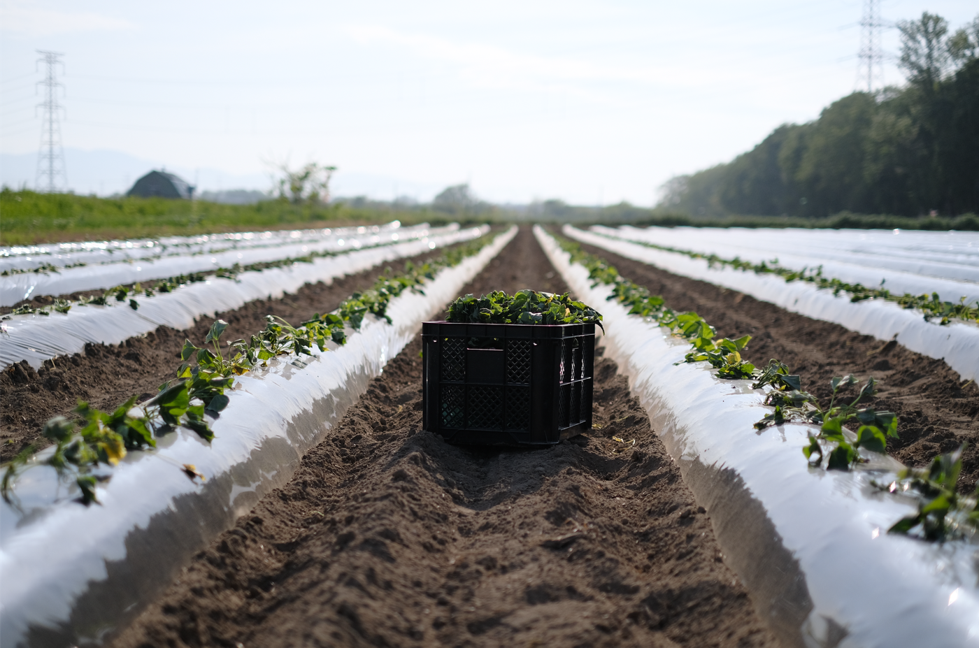 2026年生産分のさつまいも 苗の定植をスタートしました