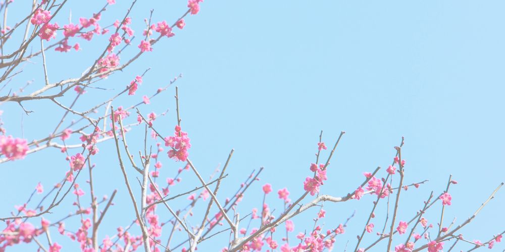 新掲載のお知らせと、春の気配