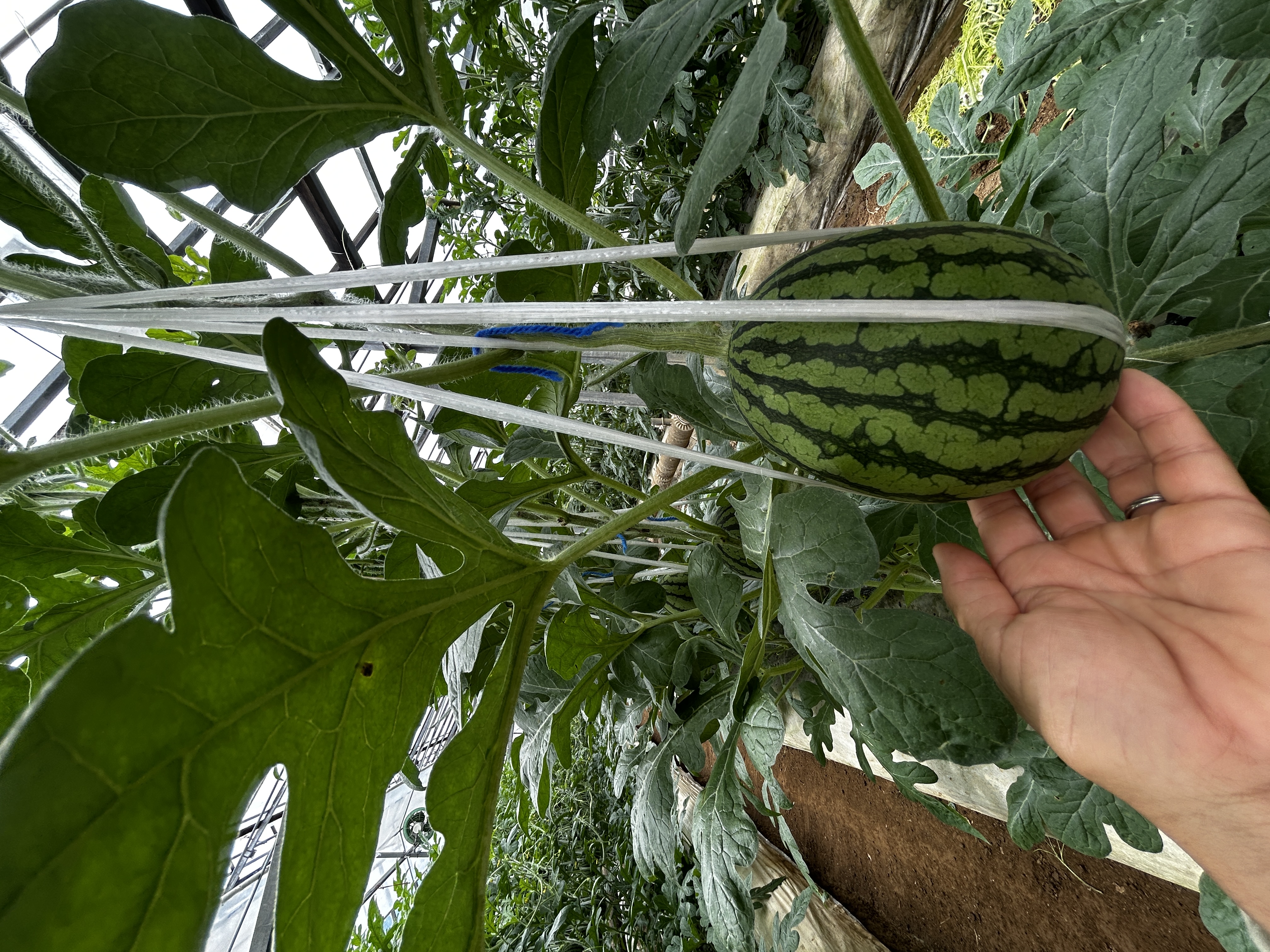 2025年7月収穫 夏小玉アンテナ🍉＆マスクメロン🍈 ご注文受付開始しました！！