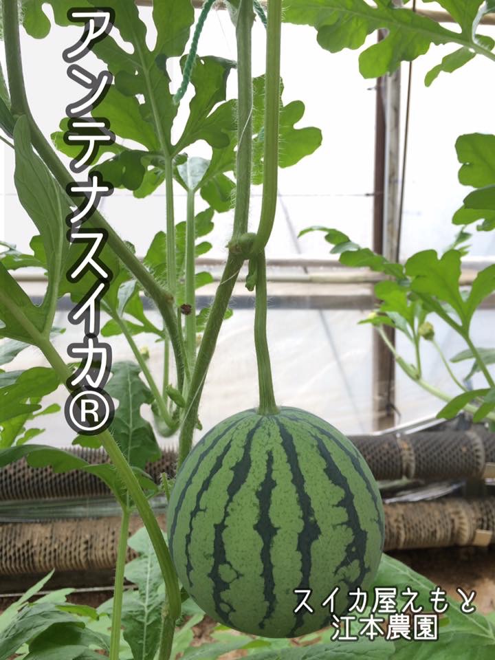 真冬のアンテナスイカ®　収穫開始！！