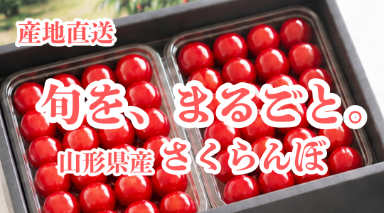 ★ 産地直送 「山形県産 さくらんぼ」 販売開始 ★