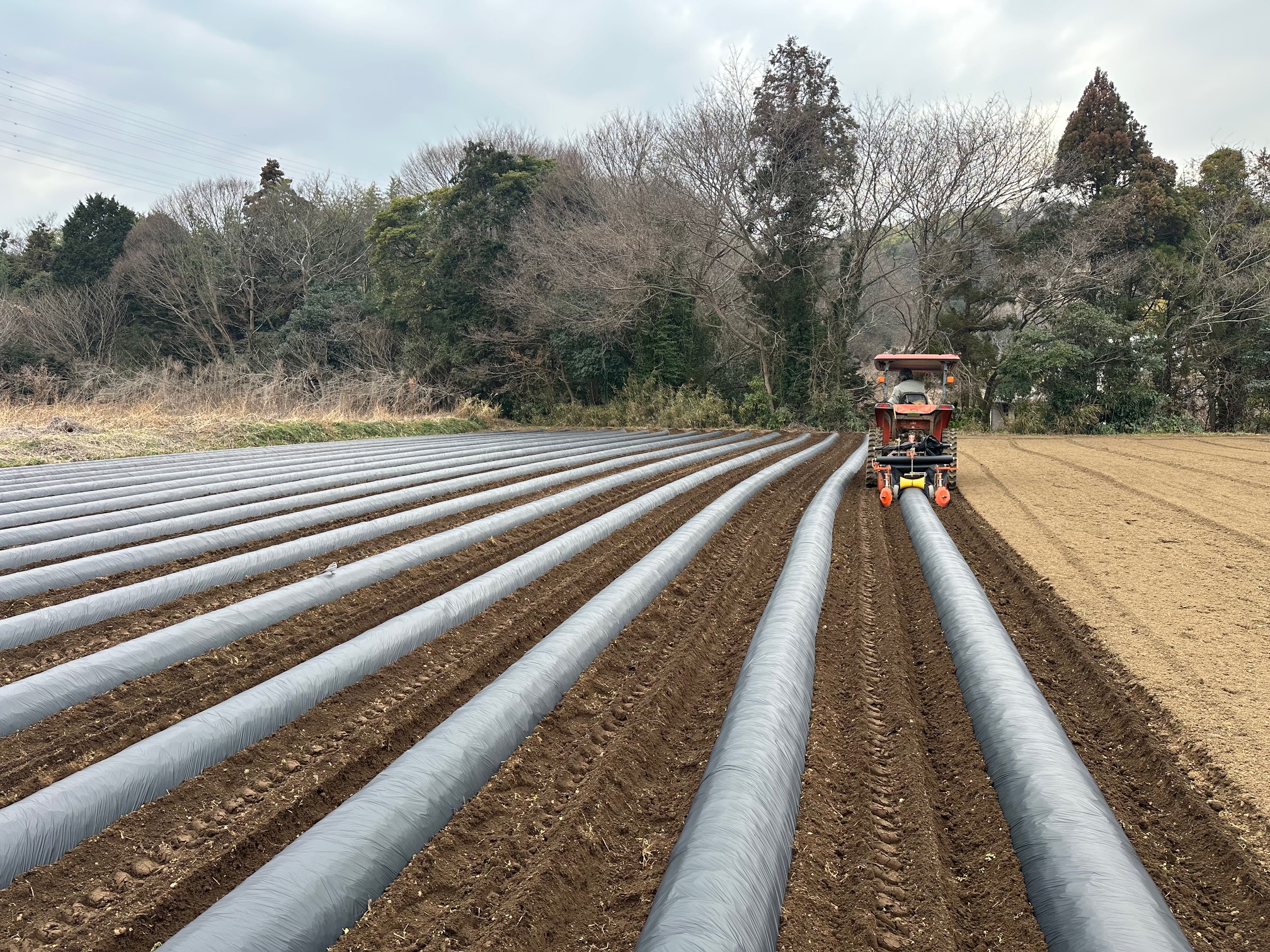 【ジャガイモのベッド作り】マルチを張って、植え付け準備完了！