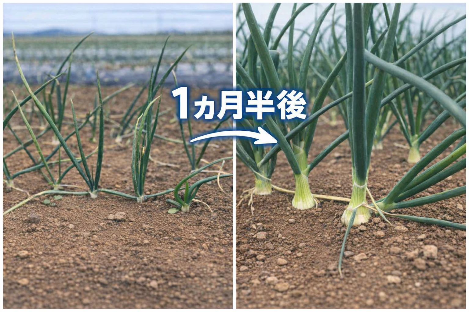【畑の近況】恵みの雨を受けて。玉ねぎたちがぐんぐん成長中です！