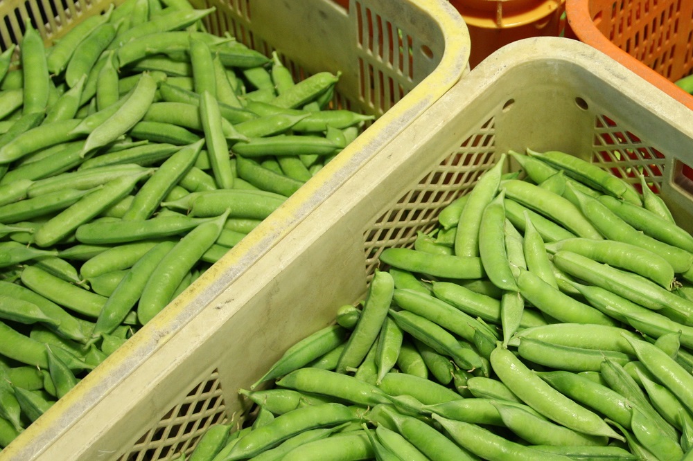 うすいえんどう販売開始のお知らせ！