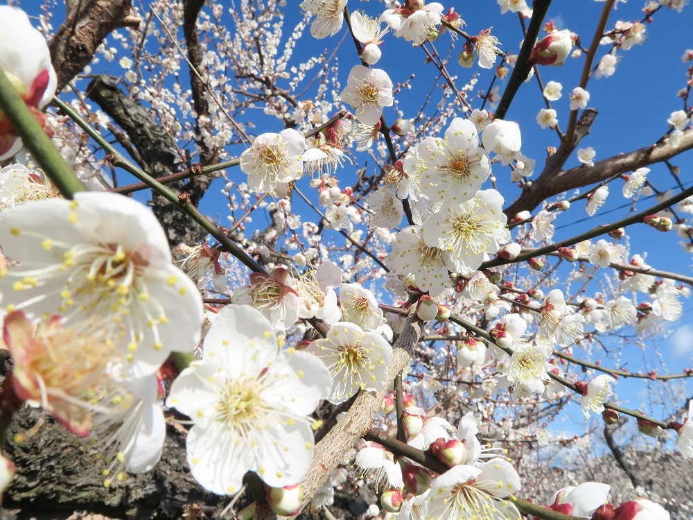 梅の花