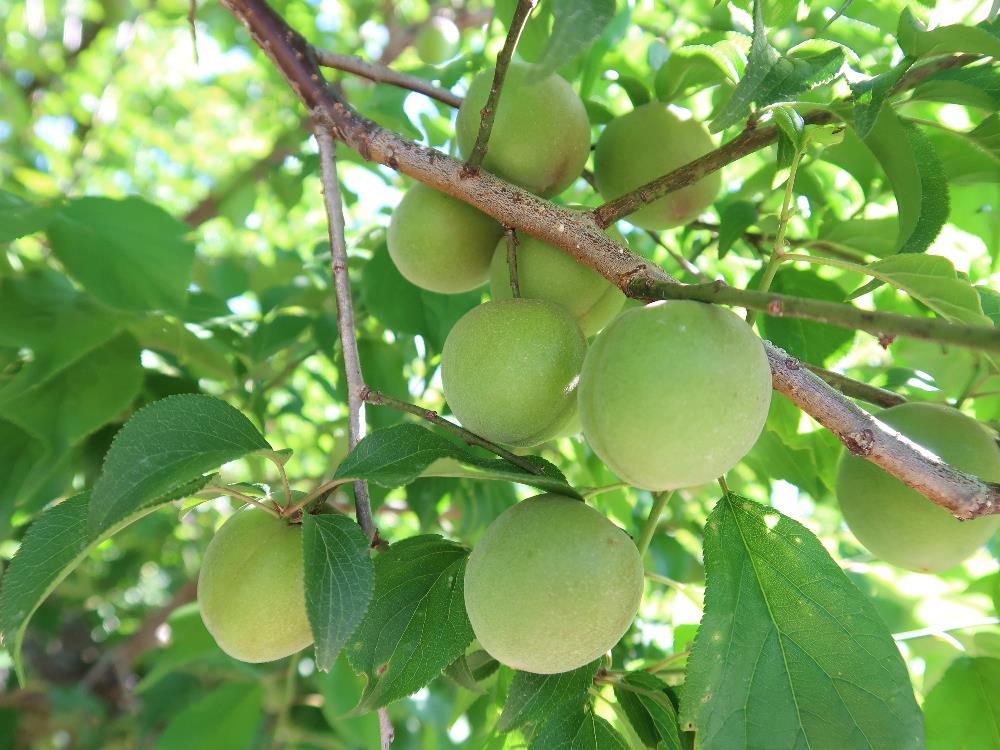 青梅、紅南高梅のご予約受付開始！