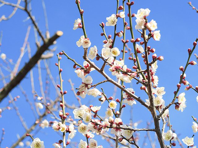 梅の花