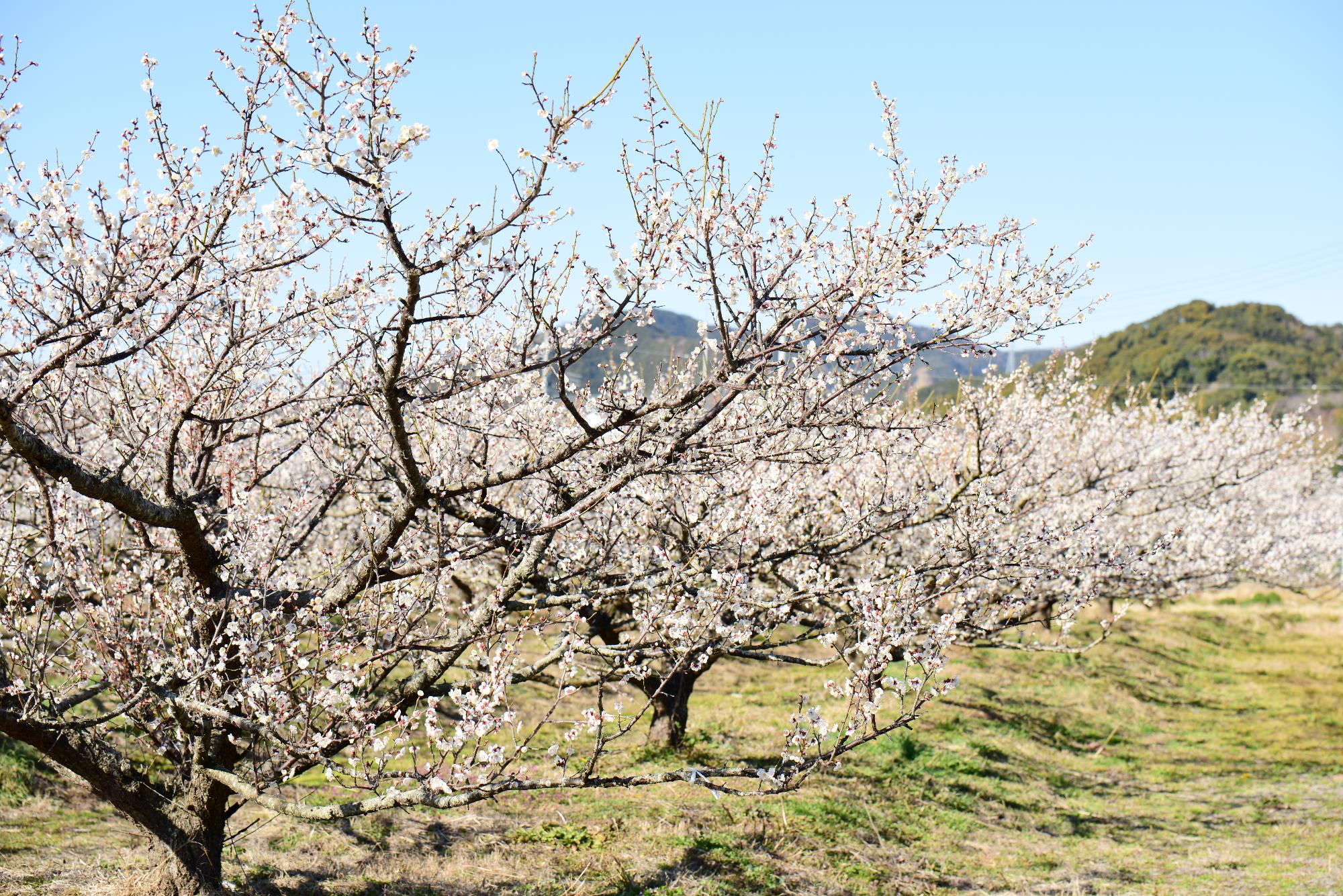 我が家周辺の梅の花が見ごろ
