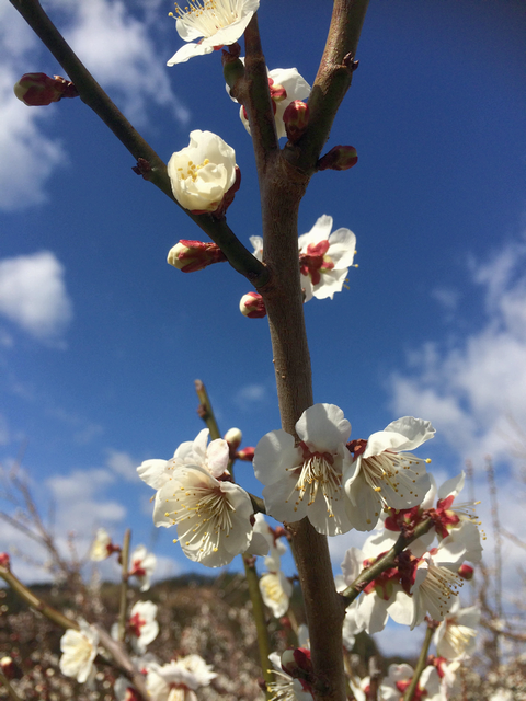 我が家の梅の花