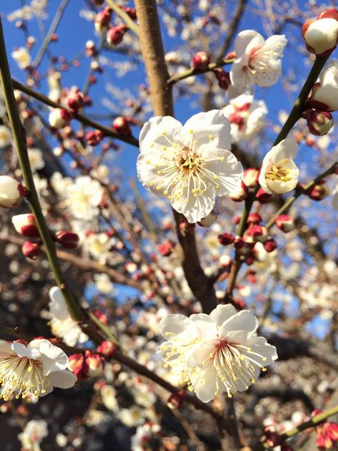 梅の花