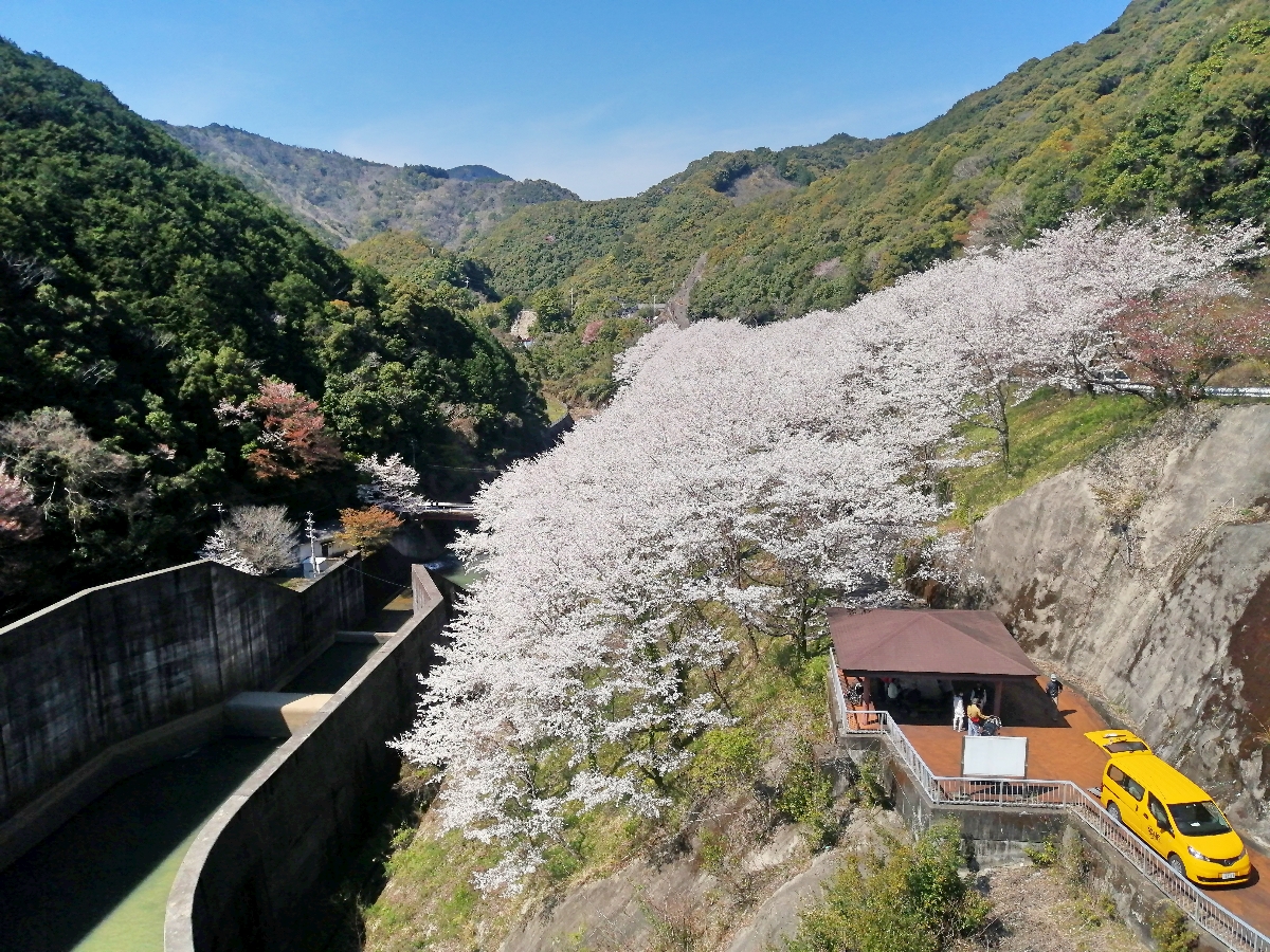 桜満開！【うすいえんどうは間もなく販売終了です！】