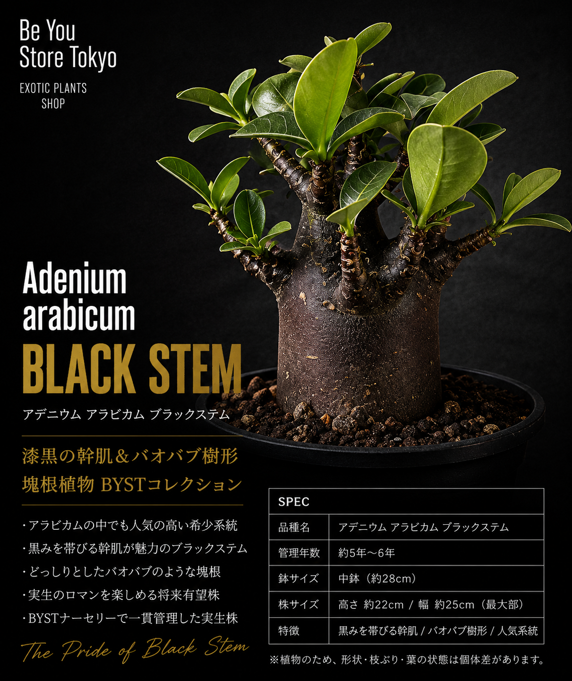 アデニウム アラビカム ブラックステム Adenium arabicum Black stem