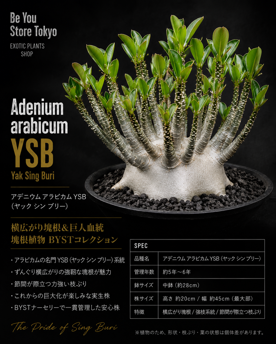 アデニウム アラビカム YSB（ヤック シン ブリー）Arabicum Yak Sing Buri