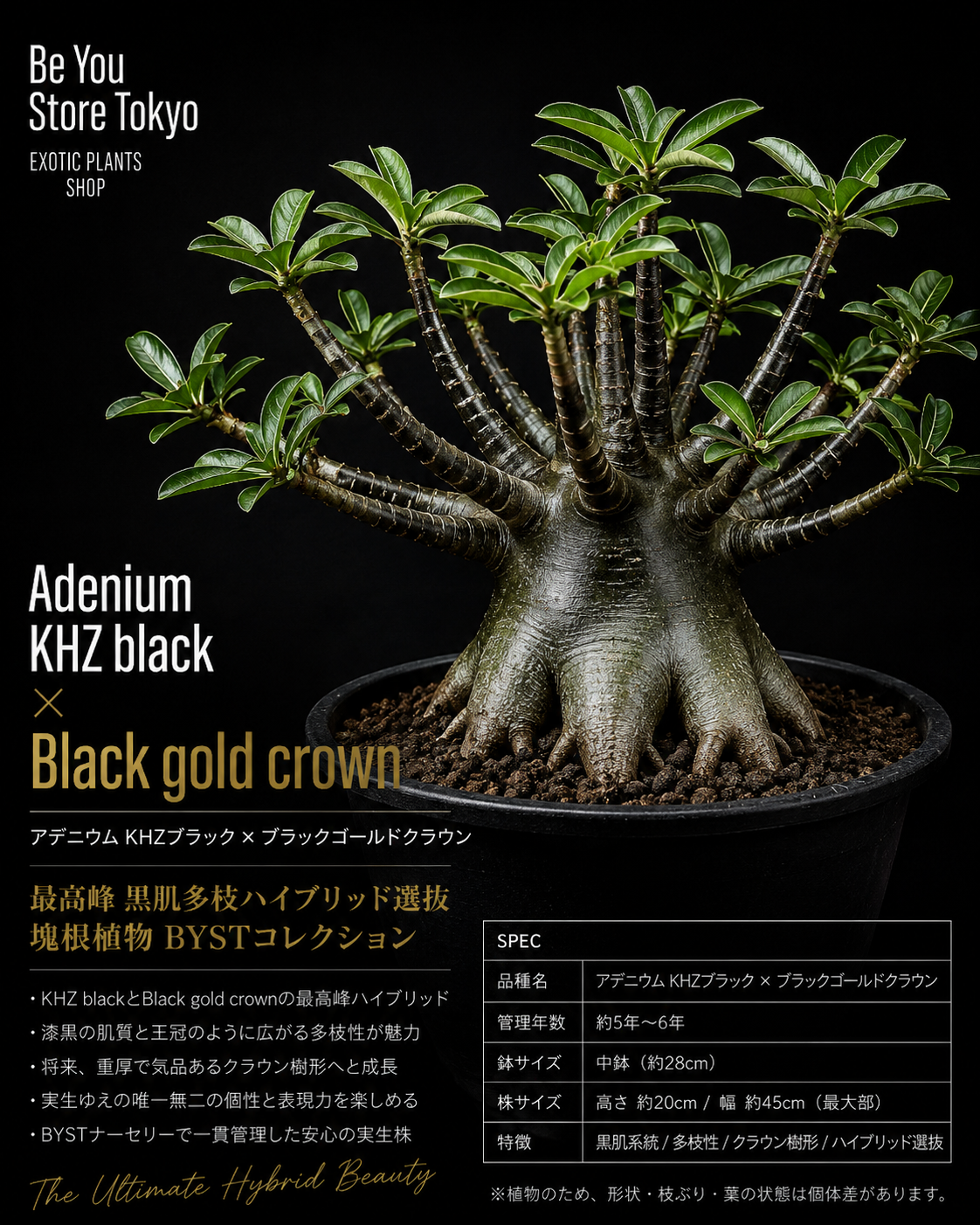 アデニウム KHZブラック × ブラックゴールドクラウン