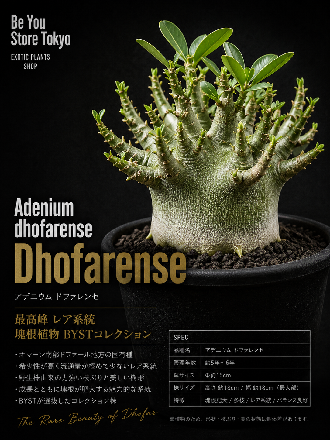 アデニウム ドファレンセ Adenium dhofarense