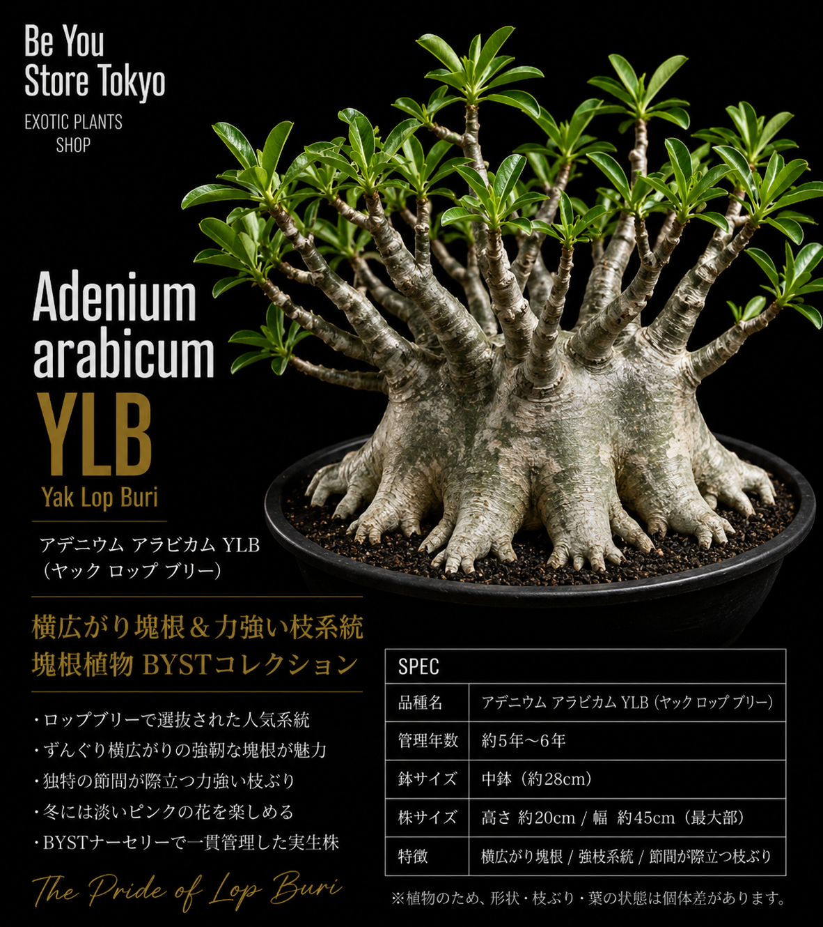 アデニウム アラビカム YLB Adenium arabicum Yak Lop Buri