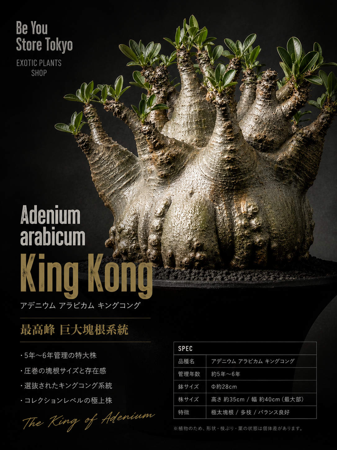 アデニウム アラビカム キングコング Adenium arabicum King Kong