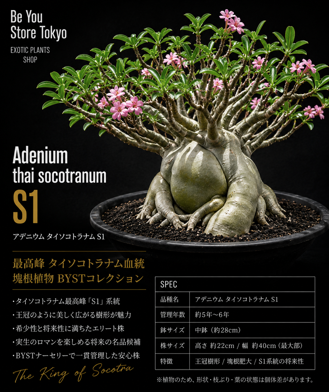アデニウム タイソコトラナムS1 Adenium thai socotranum S1