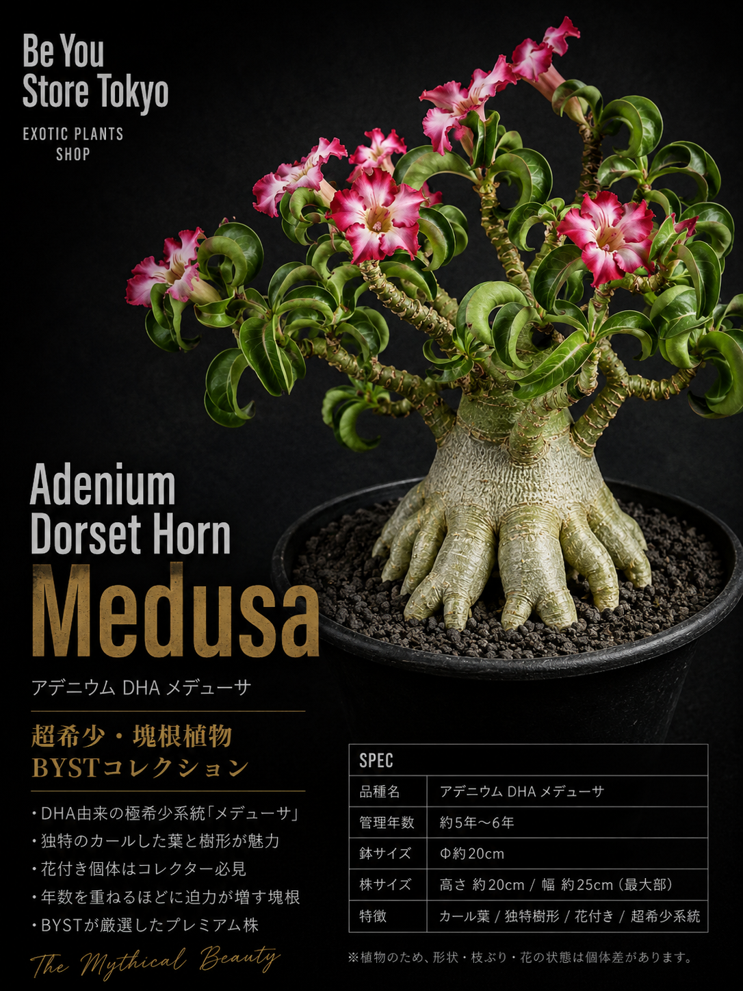 アデニウム DHA Medusa Adenium DHA Medusa
