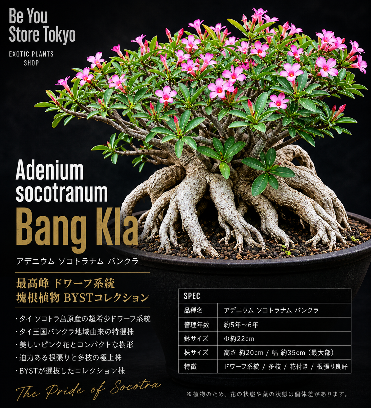 アデニウム ソコトラナム Bang Kla Adenium socotranum Bang Kla