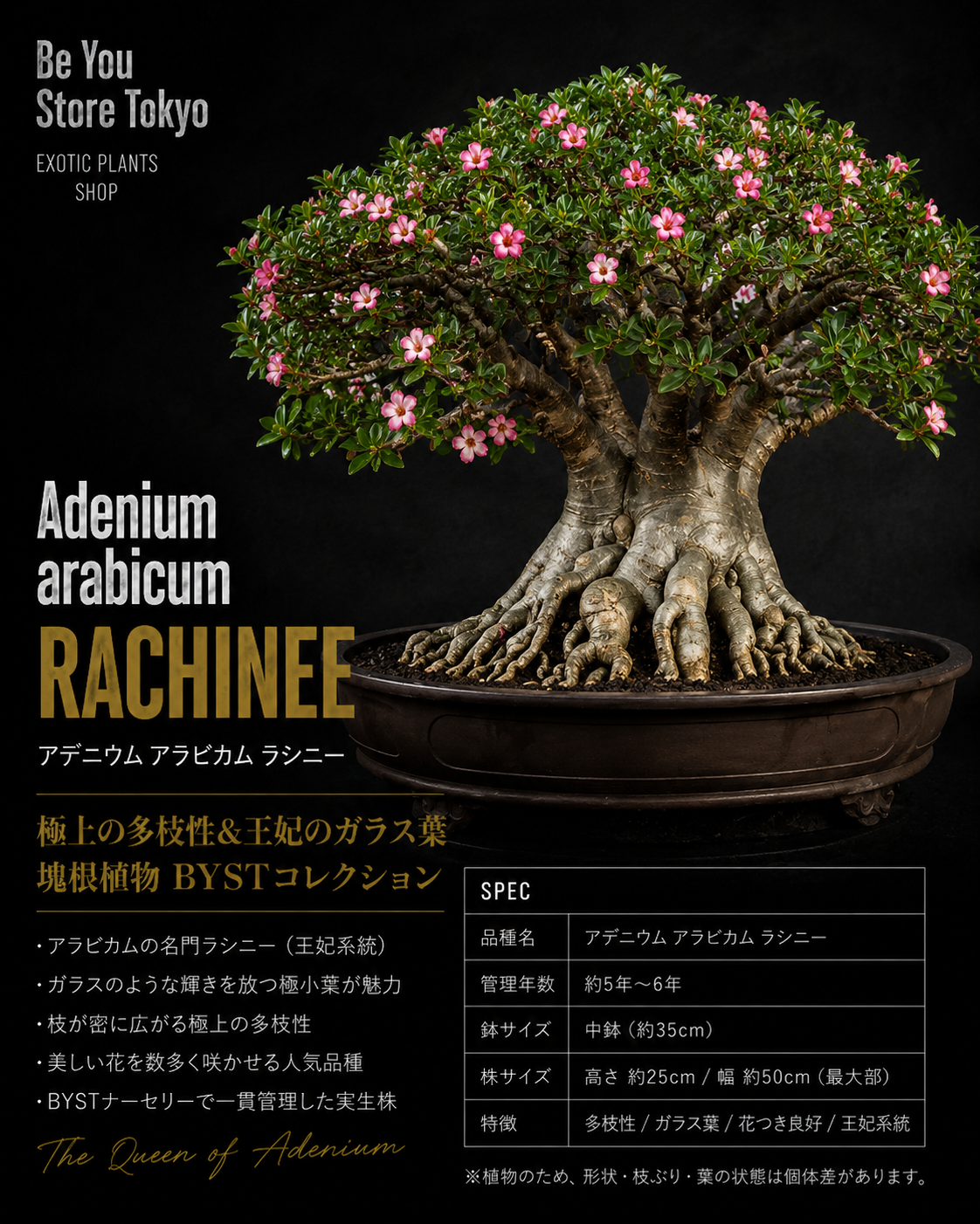 アデニウム アラビカム ラシニー Adenium arabicum rachinee